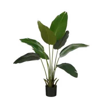 Bananen boom in pot