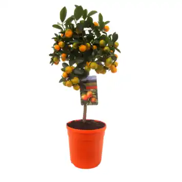Citrus mix gekleurde pot, Kumquat, Calamondin, Lemon