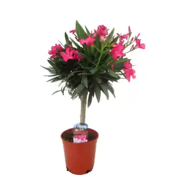 Nerium oleander