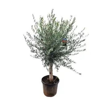 Olijf, stamomtrek 20-30cm