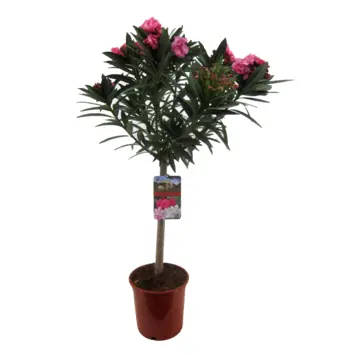 Nerium Oleander op stam, 6-8 takken mix kleur
