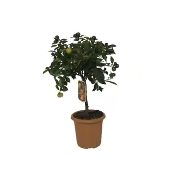 Citrus boompje mix