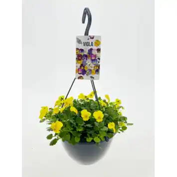 Hangpot festival colours 3 kleuren per pot
