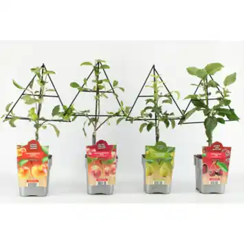 Minifruitbomen op rek