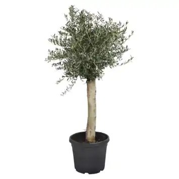 Olijfboom Olea Europaea potmaat 35 cm