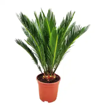 Cycas Revoluta potmaat 17 cm